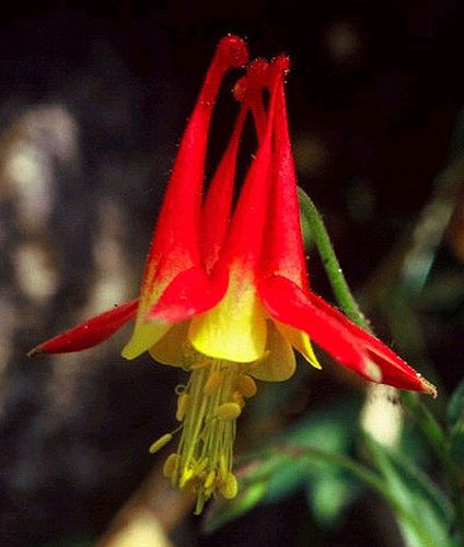 Aquilegia grahamii